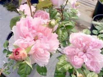 蝶之舞月季，苏芬月季，两款花型独特的日系月季