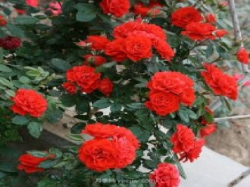 藤梅朗荻娜月季