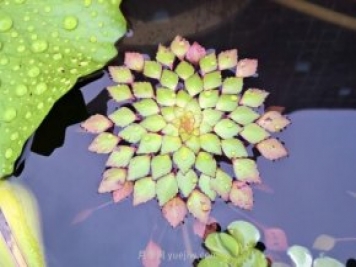 不同类型的水生植物种植密度如何做