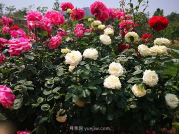 果树征地补偿大全