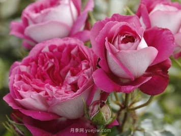 美心月季，古典月季和现代风格的创造性结合