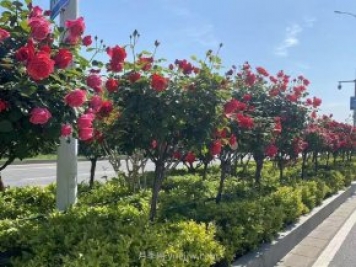 夏季苗木容易出现日灼现象？如何才能进行预防？