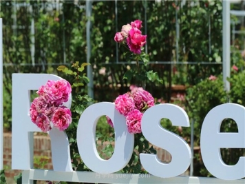 探访第十届花博会月季园有感