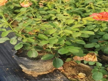 2021年红从容一年生月季批发浙江江苏