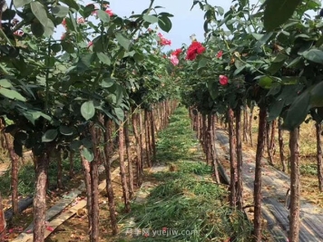 树状月季知识百科