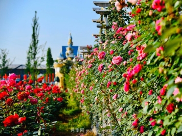 道路绿化用藤本月季