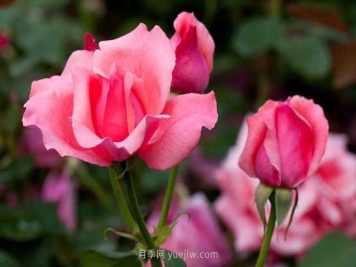 写在初夏的一组月季花