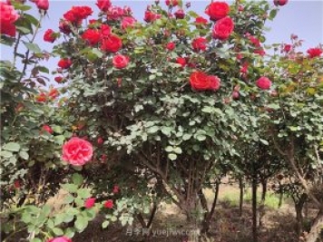 树状月季从有花苞到开花需要多久？