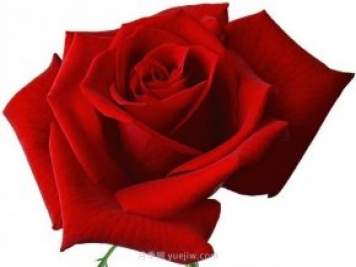 舌尖上的爱情之花：玫瑰