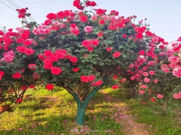 大型古桩月季树，别墅景区门面首选_产地图片|批发价格