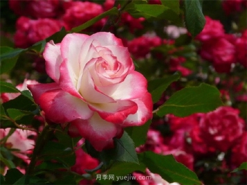 绿地率和绿化率的区别！