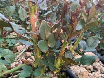月季长笋芽，有3喜3怕，顺着养才能冒粗笋