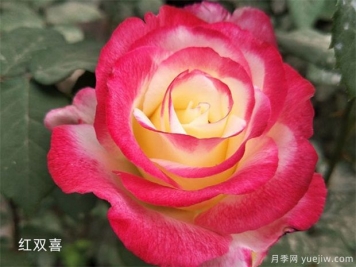 又香又美！全球最香月季10大排行榜