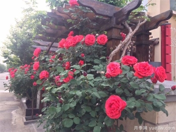 月季大树移植树体保湿的三种方法