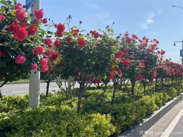 月季树在绿化中的应用