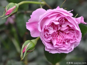 治疗天使拉斐尔月季的优缺点是什么？