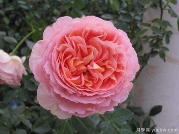 亚伯拉罕达比月季的优缺点是什么？