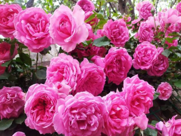 推荐5个深受欢迎的月季品种，人人喜欢