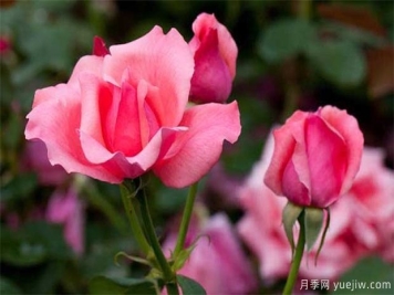 月季的特性