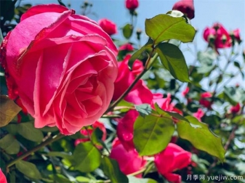 中国月季栽培史