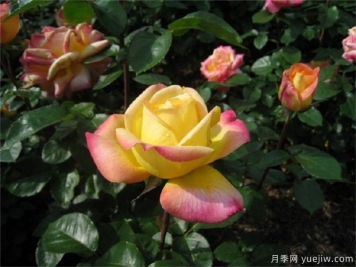 月季的健康成长需要的是什么？