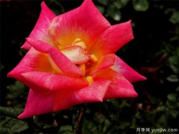 月季单芽插或叶插