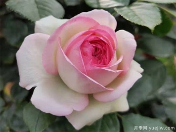 藤本月季的养护管理