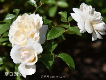 夏日回忆月季