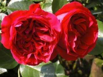 什么是波旁月季？不得不看的月季品种常识