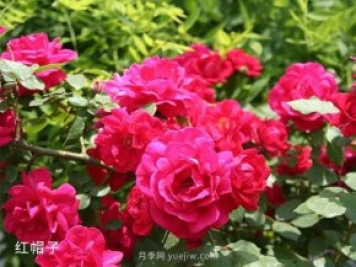 一位资深农业人总结的3条大果园盈利经验