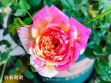 躲躲藏藏月季，开启变身之路的宝藏微月