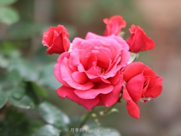 街拍美丽的月季花，大家共同的市花