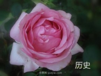 历史月季/麦迪逊月季