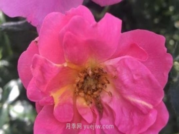 西蒙弗雷泽月季