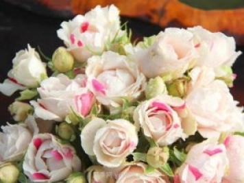 白桃草莓冻糕月季