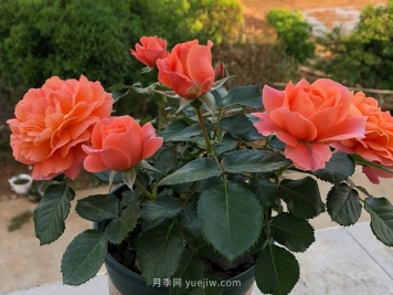 土星王阳台月季，非常值得入手的盆栽月季