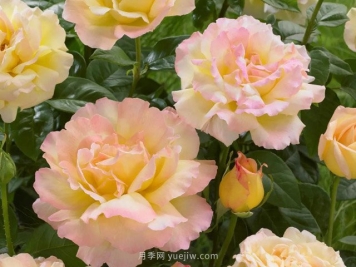 全世界每一个月季品种园里，都会有一种和平月季宁静祥和地盛开