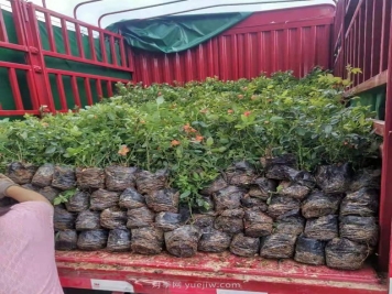 五千盆红从容营养钵月季苗发往郑州