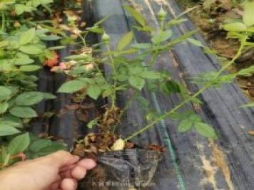 一年生红从容营养钵月季苗批发价格