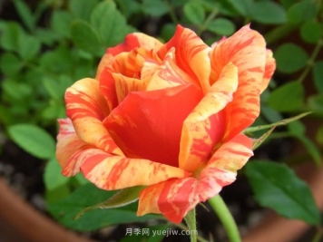 戏法柯德娜月季的优缺点是什么？