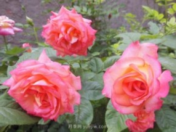 推荐6种类型的月季品种，抗病强花量大，用途多选择多