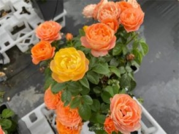 月季突然换了脸？不用担心，是芽变啦！