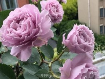 女孩子们喜爱的最美十款月季品种推荐