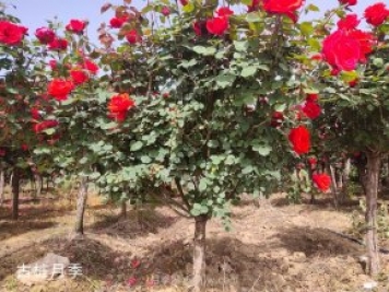 月季树出圃前的准备工作