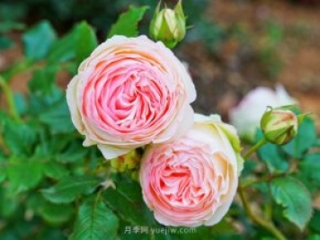 月季网分享花友如何养好一盆“月季”