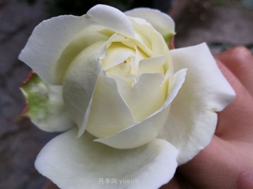 伊芙白法师伯爵月季的优缺点是什么？