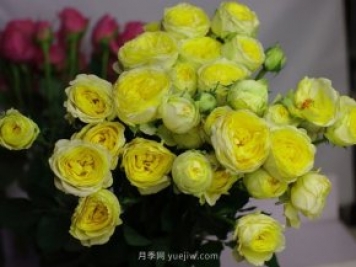 嘘嘘杯月季/柠檬黄月季