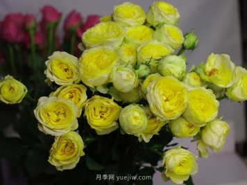 嘘嘘杯月季/柠檬黄月季