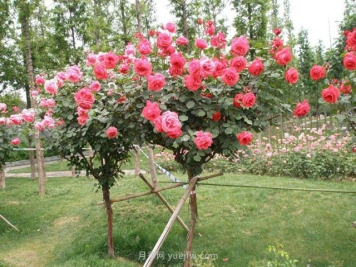 树状月季栽培管理技术和注意事项