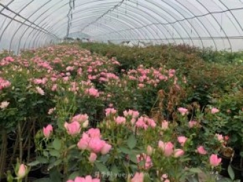 南阳月季苗圃正面临着哪些竞争威胁？